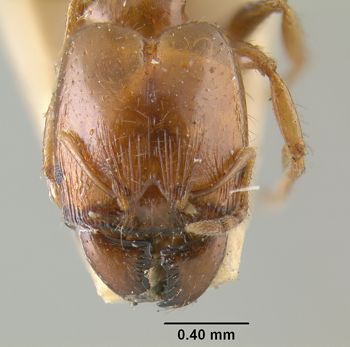 Media type: image; Entomology 31100